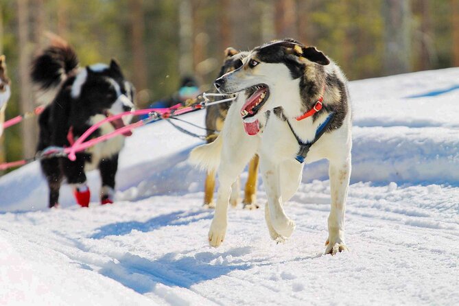 Small-Group Husky Mushing Experience in Rovaniemi - The mushing route: distance, picture stops, and that forest feeling