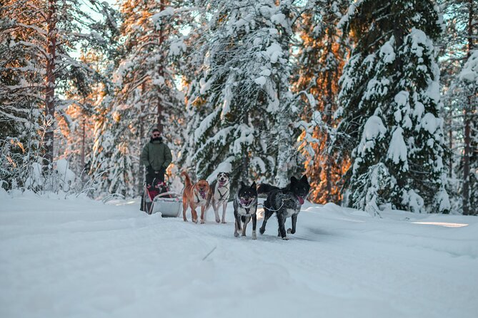 Small-Group Husky Mushing Experience in Rovaniemi - Price and value: is $277.05 per person worth it?