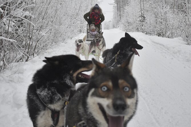 Small-Group Husky Mushing Experience in Rovaniemi - Who should book this, and who might want a different option