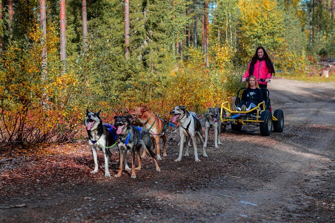 Small-Group Husky Sledding on Wheels in Rovaniemi in the fall - Key points before you go