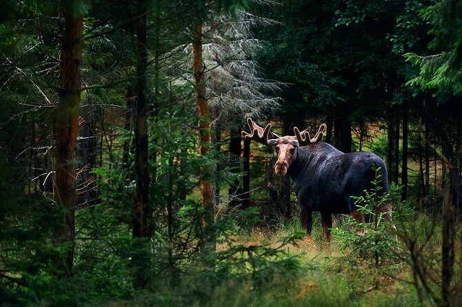 Small-Group Moose Wild Safari from Rovaniemi - Key things to know before you go