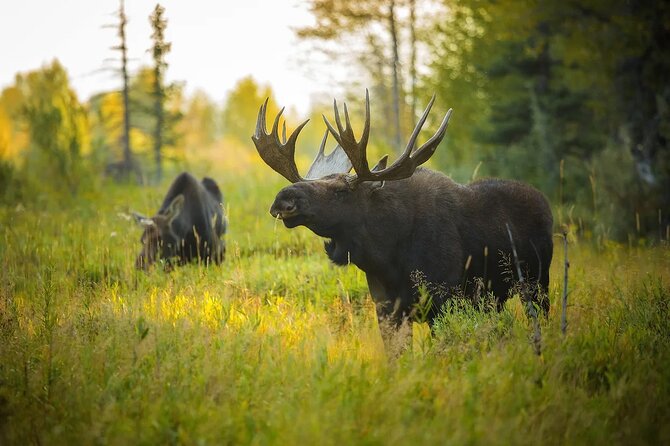 Small-Group Moose Wild Safari from Rovaniemi - Spotting the King of the Forest: What You Can Hope to See