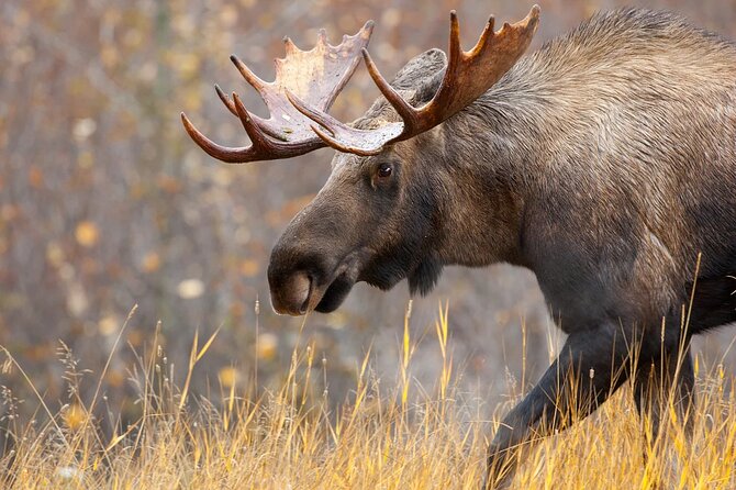 Small-Group Moose Wild Safari from Rovaniemi - How Much Time You Really Spend (3.5 Hours Includes Driving)