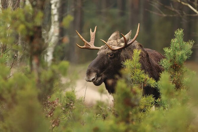 Small-Group Moose Wild Safari from Rovaniemi - Price and Value: When $103.12 Makes Sense