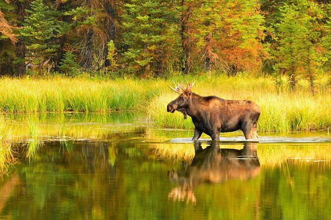 Small-Group Moose Wild Safari from Rovaniemi - Moose Behavior 101: Why the Car and the Timing Matter