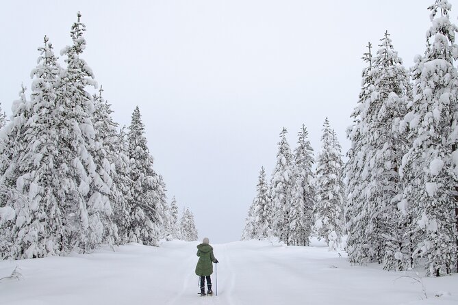 Small-Group Snowshoeing Adventure In Lapland - Who this Lapland snowshoe tour suits best