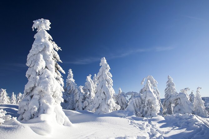 Snowmobile Safari 2h - Key Highlights Worth Booking