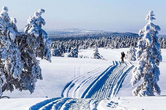 Snowmobile Safari in the Forest - Key things to know before you go