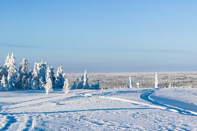 Snowmobile Safari in the Forest - Wildlife tracks and why Pisavaara feels quietly special