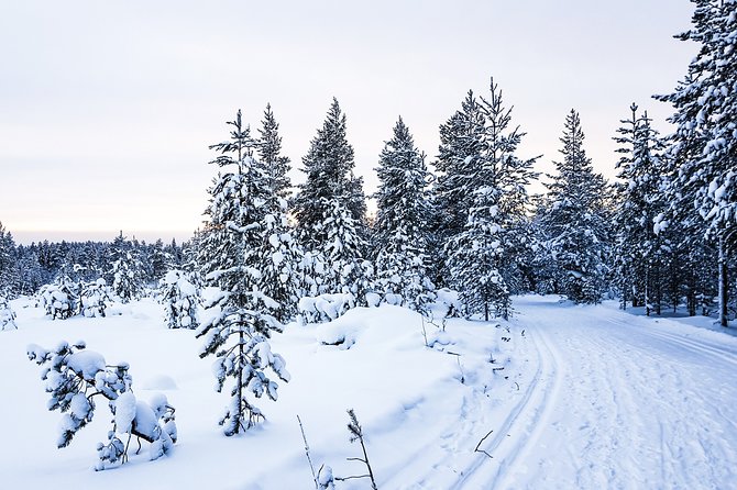 Snowmobile Safari in the Nature - Warm-Up Moments: Coffee, Tea, and Snacks That Make Winter Bearable