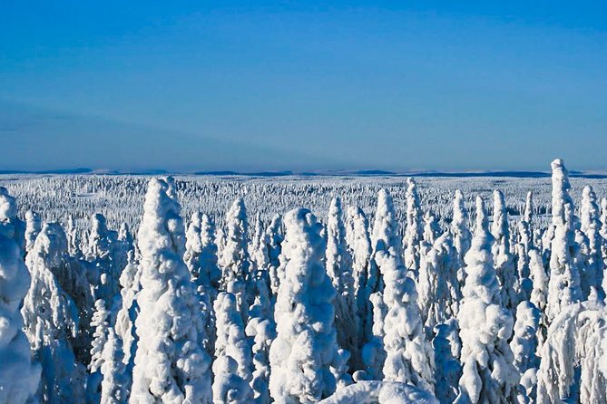 Snowmobile Safari in the Nature - Price and Value: What $183.72 Gets You in the Real Winter World