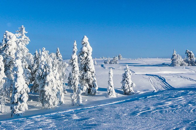 Snowmobile Safari in the Nature - Morning start - The “value” question: is $185 really fair for a morning ride?