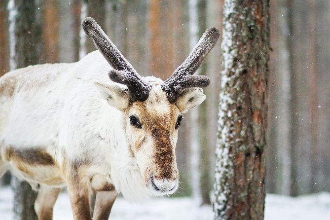 Snowshoe Trip in the Forest - Price and Value: Is About $92 for 3 Hours Fair?