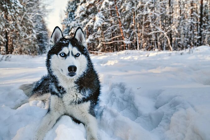 Snowy Trails 10km Husky Safari from Rovaniemi - A Few Practical Tips That Make or Break the Day