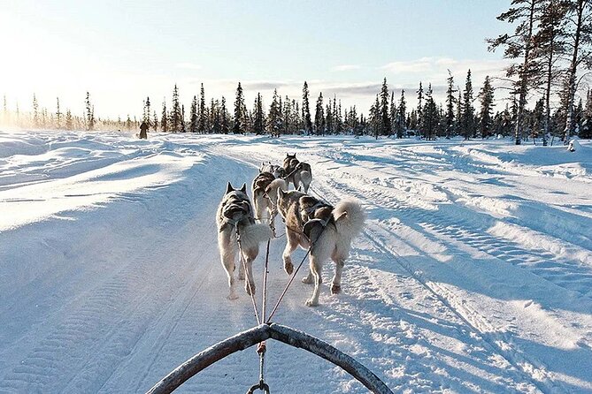 Snowy Trails 10km Husky Safari from Rovaniemi - The Husky Farm Stop: More Than a Greeting, Real Training Talk