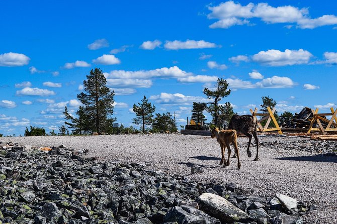 Trip to Pyhä-Luosto National Park and Amethyst Mine - Timing the afternoon mine entry and using the cafe wisely