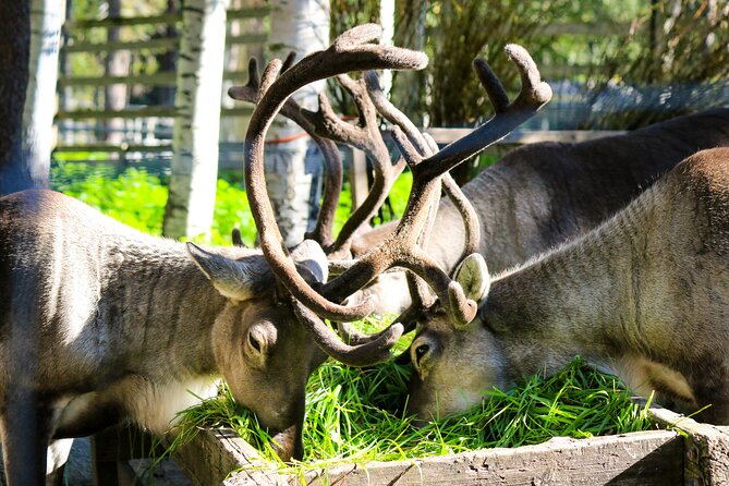 Trip to Ranua Wildlife Park - Arctic animals in one park: your real spotting checklist