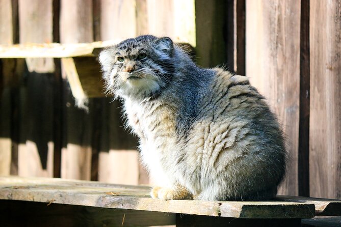 Trip to Ranua Wildlife Park - Lunch at the park: the included warm reset