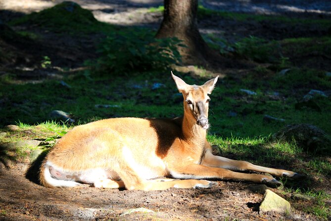 Trip to Ranua Wildlife Park - Guides make it personal: Daniel, Anna, and the small-group advantage