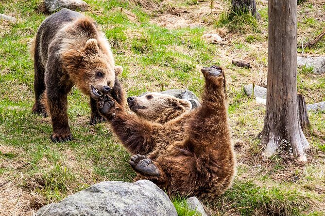 Trip to Ranua Wildlife Park - Price and value from Rovaniemi: what $174.60 buys you