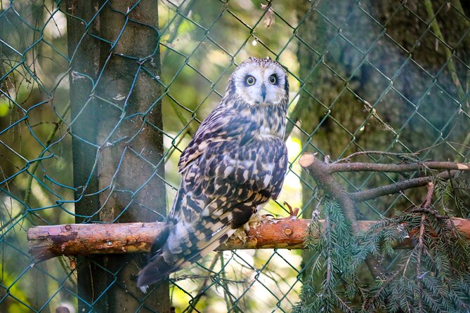 Trip to Ranua Wildlife Park - Who should book this Ranua wildlife day trip