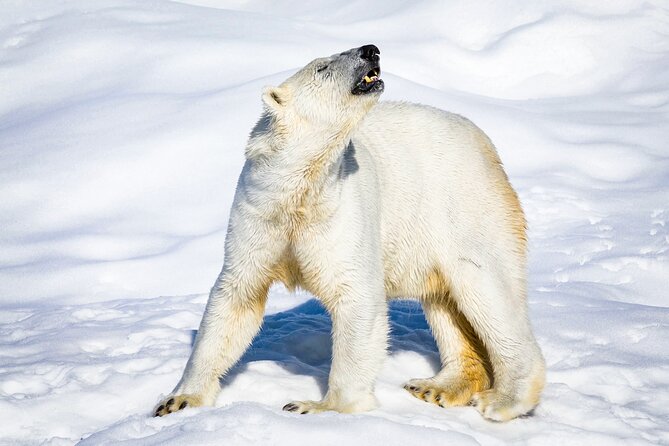 Two Full Days in Lapland - Why This 2-Day Rovaniemi Package Feels Like a Smart Lapland Shortcut