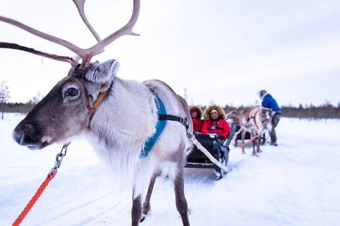 Two Full Days in Lapland - The Smooth Parts: Pickup, Small Groups, and Winter Gear That Matters