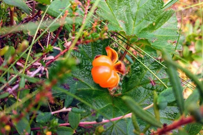 Wild Berries and Mushroom picking tour - Price and Value: Is $104 a Fair Deal for a Foraging Lesson?