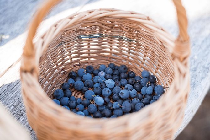 Wild Berries and Mushroom picking tour - When to Go: Seasonal Picking From Late July to Early October