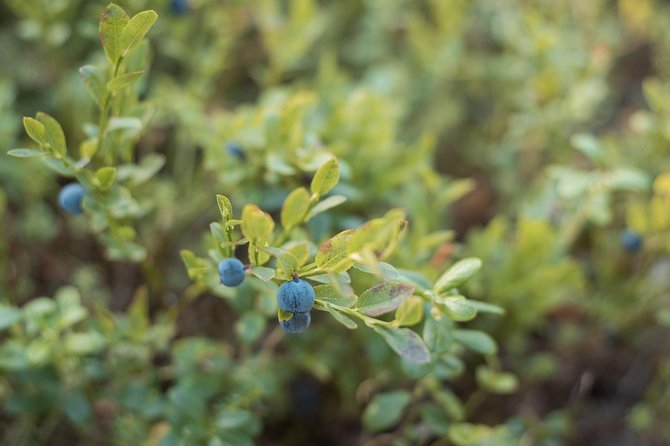 Wild Berries and Mushroom picking tour - Should You Book This Wild Berries and Mushroom Tour?