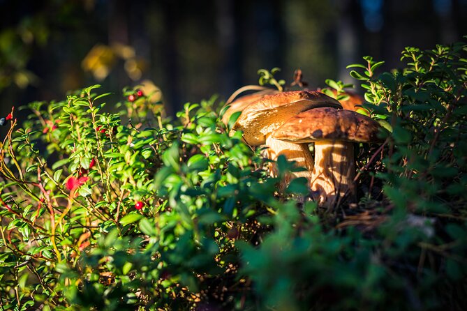 Wild Berries and Mushroom picking tour - The 3-Hour Plan: Pickup, Ride to Picking Spots, and Time to Learn