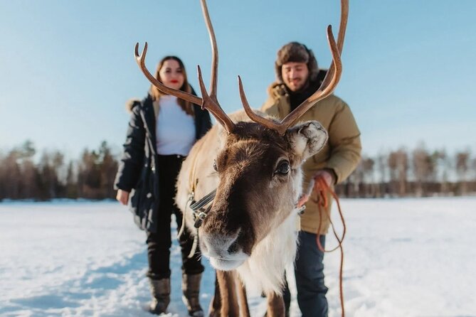 Wild Reindeers Safari + Lunch in Glass Igloo (private service) - Quick Hits Before You Go