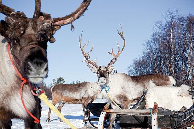 Wild Reindeers Safari + Lunch in Glass Igloo (private service) - Reindeer Safari Plus Glass Igloo Lunch: The Simple Case for Doing It