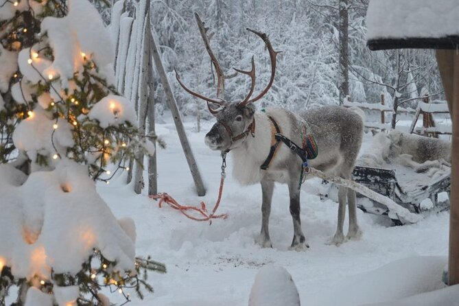 Wild Reindeers Safari + Lunch in Glass Igloo (private service) - Winter Vehicle Choices: Snowmobile, Heated Sled, and More