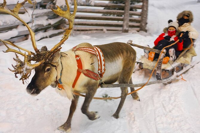 Wild Reindeers Safari + Lunch in Glass Igloo (private service) - Practical Tips That Help You Enjoy the Full 3 Hours