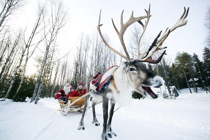 Wild Reindeers Safari + Lunch in Glass Igloo (private service) - Hotel Pickup, Air-Conditioned Comfort, and the Included “Arctic Kit”