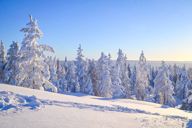 Wilderness Survival Tour - Winter - From Rovaniemi to Lapland: Getting There Without Fuss