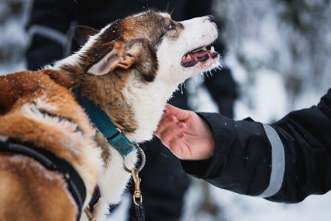 Winter highlights: Snowmobile, Arctic Animals And Santa<code>s Village – Key things to know before you go’ /></p>
<ul>
<li><strong>A full winter day, around 7 hours</strong>, starting at 9:00 am, with drop-off back near where you started</li>
<li><strong>Warm winter clothing and snowmobile equipment included</strong>, so you do not have to hunt for gear</li>
<li><strong>Animal time that is built in</strong>, including a short reindeer sleigh ride and a short husky sleigh ride</li>
<li><strong>One hour snowmobiling on shared snowmobiles</strong>, with single driving possible as an extra for adults</li>
<li><strong>Santa Claus Village gets real time</strong>, including an Arctic Circle moment, Santa visit, post office, and gift shopping</li>
<li><strong>Mini-snowmobile fun for kids</strong>, height-limited, typically about 10 minutes on the track</li>
</ul>
<h2>A smooth Arctic Circle day, step by step</h2>
<p><img width="667" height="446" decoding="async" src=